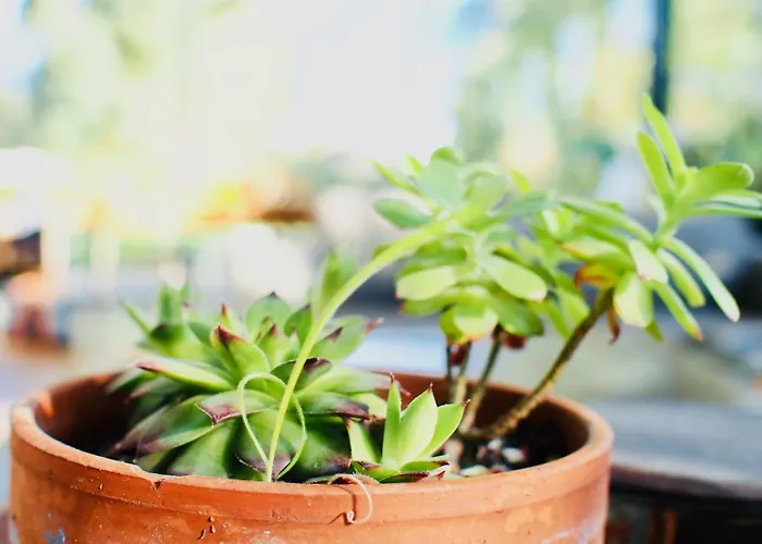 Oasis De Cauderan Villa