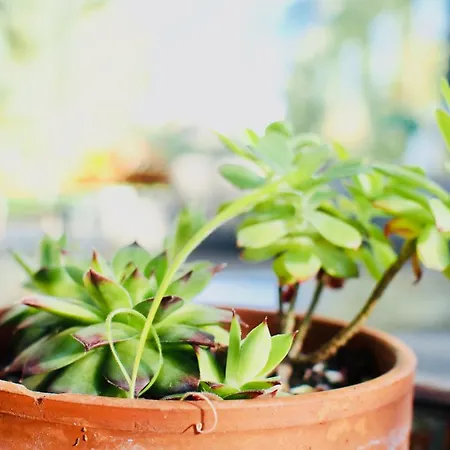 Oasis De Cauderan וילה
