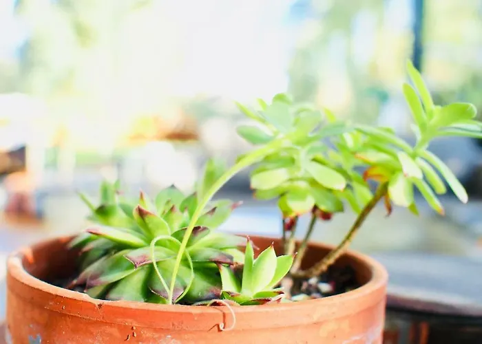 Villa Oasis De Cauderan *